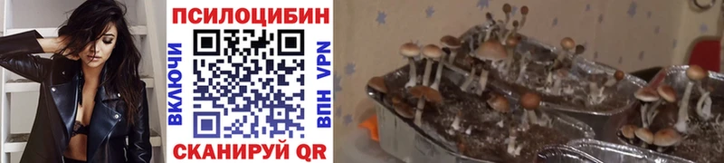 наркотики  OMG зеркало  Галлюциногенные грибы ЛСД  Камень-на-Оби 